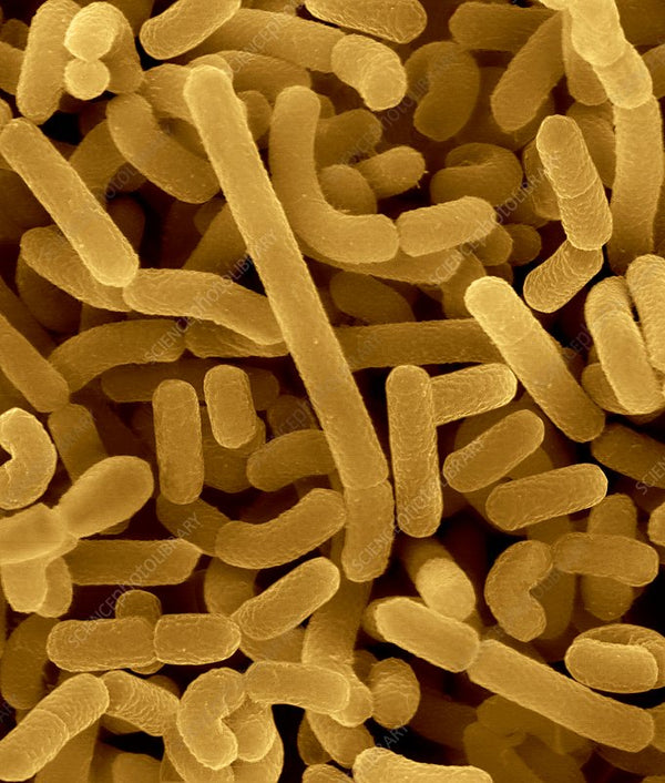L. Acidophilus
